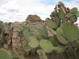cactus-and-adobe-hut