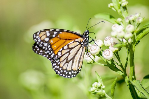 monarch-butterfly