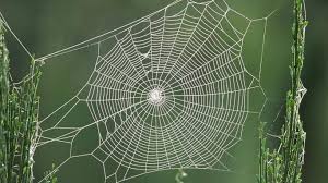 nice-spiderweb