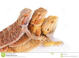 three-lizards